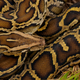 A Burmese python coiled in the grass in the Everglades. Photo: Bryan Falk, USGS